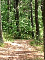 Wooded Trail in Vilas County