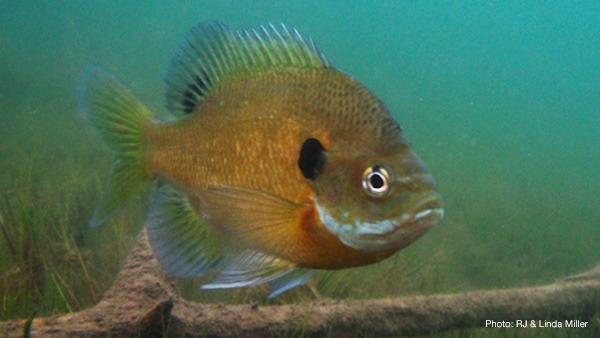 Onalaska Bluegill