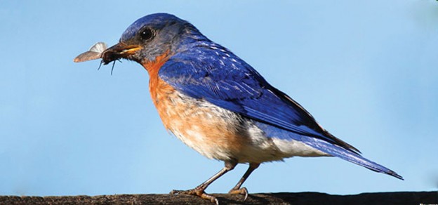 bluebird