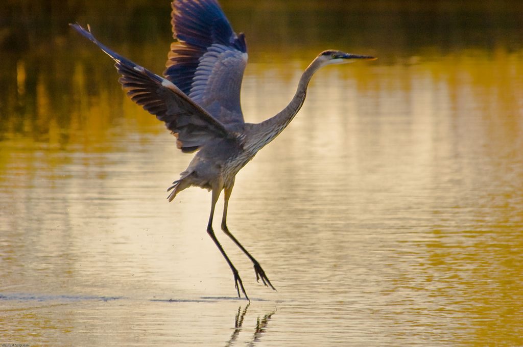 Pheasant Branch Crane