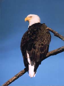 You can view eagles along the Great River Road